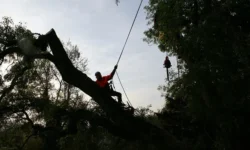 Tips for Choosing an Arborist: Things You Must Consider